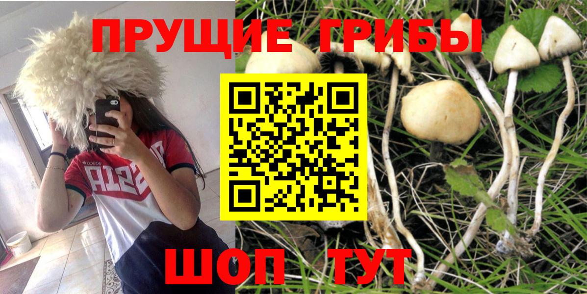 Псилоцибиновые грибы Cubensis Мелеуз